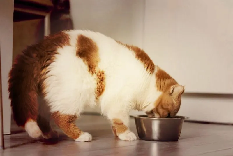 Can Cats Eat Rice? Things to Know Before Feeding